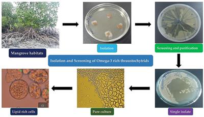 PUFA and carotenoid producing thraustochytrids and their anti-microbial and antioxidant activities